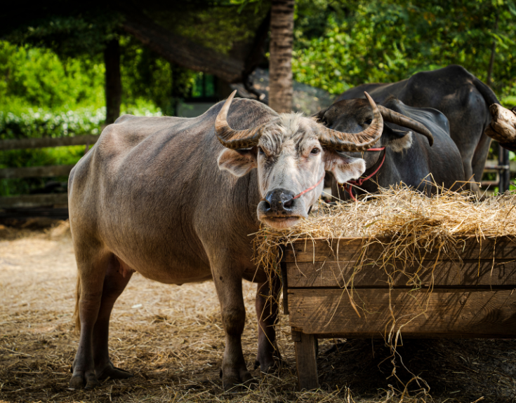 benefits-of-visiting-a-farm